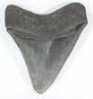 , Serrated Megalodon Tooth - Georgia #52403-2
